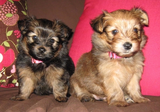 Two Yoranian puppies are sitting across a couch and they are looking forward. one puppy is tan and the other is black adn tan. Both pups have small fold over ears and hot pink collars.