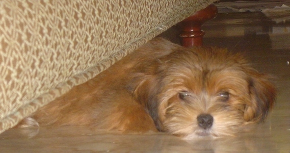 A fluffy, soft looking, brown Yorkie Apso puppy is laying down under a couch.