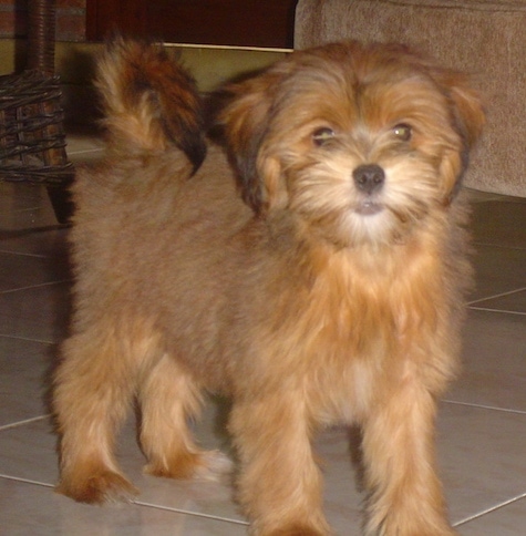 A thick coated, soft looking, brown Yorkie Apso puppy standing across a tan tiled floor looking forward. It has a black nose and round dark eyes with ears that hang down to the sides. Its tail is curled up over its back.