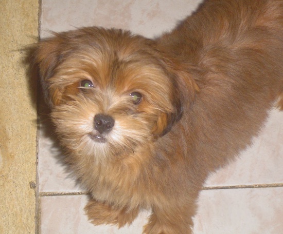 Top down view of a brown Yorkie Apso puppy that is standing across a tiled floor and it is looking up. It has a black nose and wide round eyes.