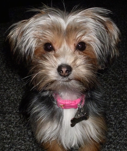 Close up - A black with brown and white Yorkie Apso puppy is laying across a carpeted floor. It has a long coat that looks soft with pink in the middle of its black nose. It is wearing a pink collar.