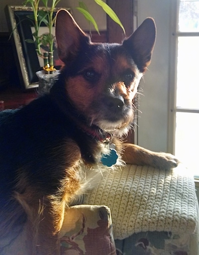 The right side of a black with brown and white Yorkie Russell that is laying on top of blankets and it is looking forward. It has perk ears and longer hair on its belly and chin, big round dark eyes and a black nose.