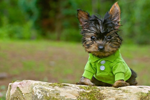 A tiny, toy-sized, black with brown Yorkshire Terrier dog sitting on a mossy rock wearing a lime green shirt looking forward. It has dark round eyes, a black nose and the long fur on its head looks wet.