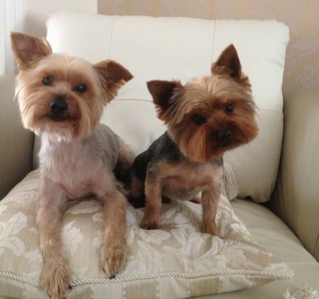 Two Yorkshire Terriers are sitting in an arm chair on top of a pillow. They are looking forward and there heads are tilted in different directions. Their bodies are shaved short with longer hair on their faces making their heads look square. They have small triangular perk ears, black noses and wide round dark eyes. The dog on the right is smaller than the dog on the left.