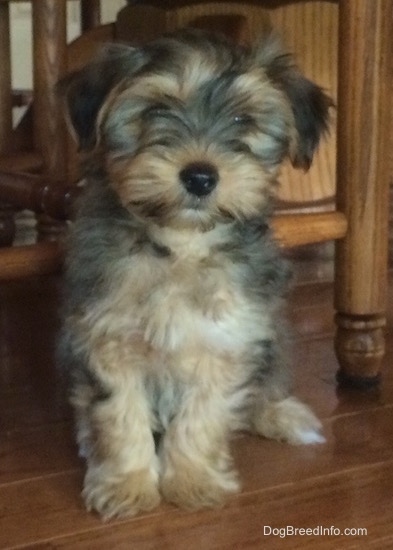 A small, soft looking, long coated, tan Yorktese puppy sitting under a wooden chair looking forward. It has a black nose and small ears that fold over to the sides.