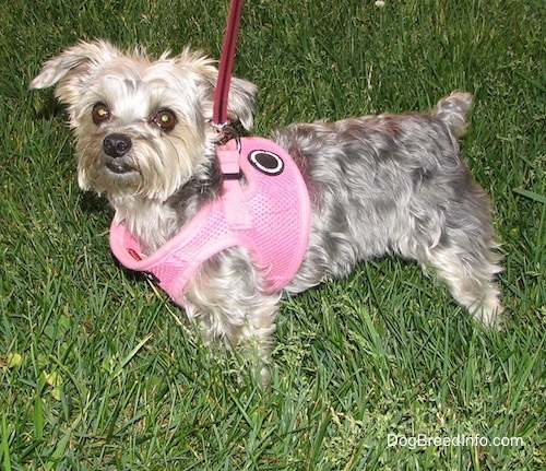 The left side of a shaved black with brown Yorktese that is wearing a pink harness and it is looking forward. It is standing in a field. It has a big black nose and wide round brown eyes with ears that stick out to the sides. Its tail is docked short.