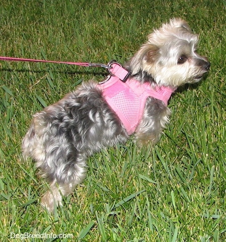 The back right side of a gray with cream Yorktese dog pulling on its leash in grass. It is wearing a pink harness.