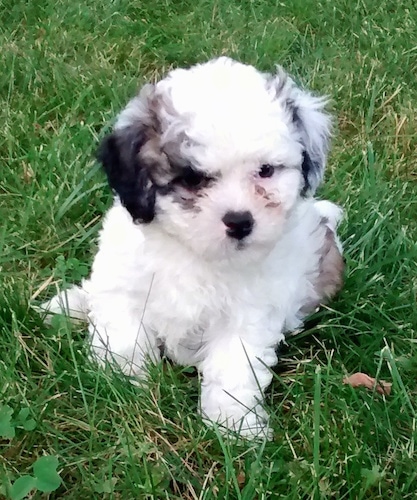 A small fluffy soft looking white with black and tan Zuchon puppy is sitting on a grass surface and it is looking to the right. Its ears hang down to the sides. One ear is black and the other ear is white.