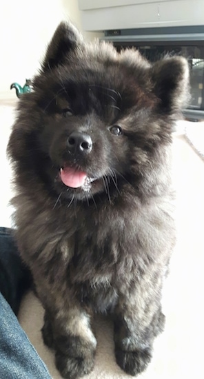 A thick coated, fluffy, brown brindle puppy with small perk ears and dark eyes and a black nose with a pink tongue sitting down on a tan carpet.