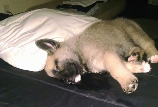A small large breed tan and black puppy sleeping on its side on a human's bed on top of a black blanket with a white pillow above it.