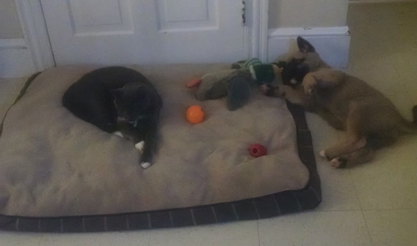 A cat laying on a dog bed next to dog toys with a tan and black puppy the same size as the cat laying on the tiled floor next to the dog bed belly-up looking playful.