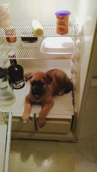 A small tan and black large breed puppy laying down on the bottom shelf of a refrigerator with its paws hanging over the bottom crisper drawers. There is food above the puppies head on the upper shelves.