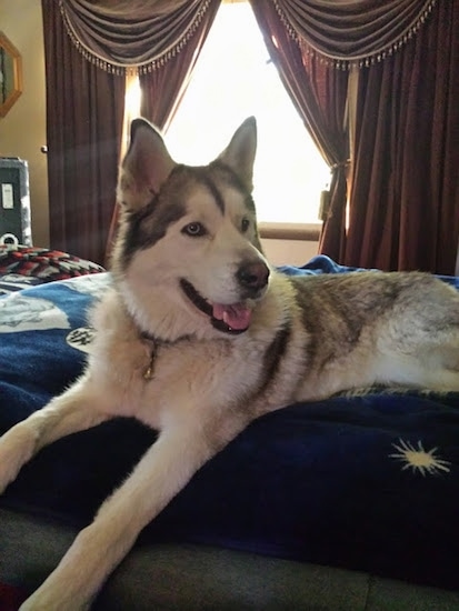 The front left side of a gray with white Alusky that is laying across a bed, it is looking ot the right, its mouth is open and its tongue is out.