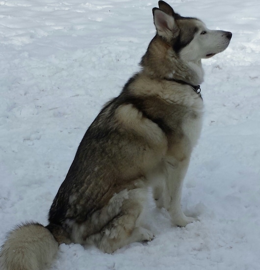 The back right side of a black with gray and white Alusky that is sitting down outside in the snow and it is looking to the right.