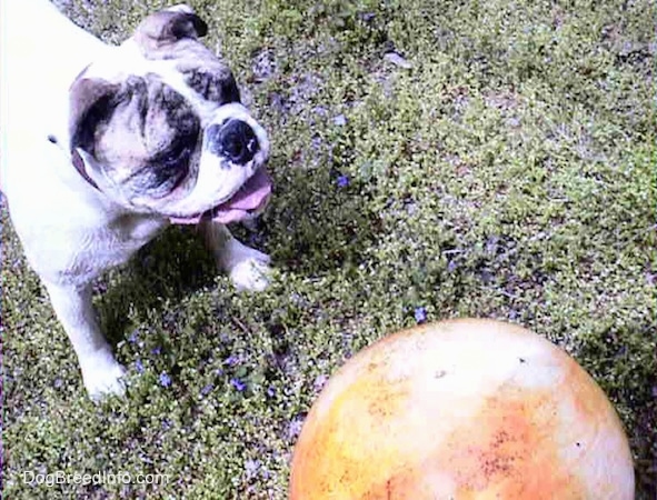 Spike the Bulldog is standing in a field in front of an orange ball that is almost as big as he is