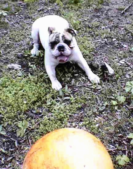 A big orange ball is in a field and Spike the Bulldog is laying in the field with its mouth open and tongue out looking at it