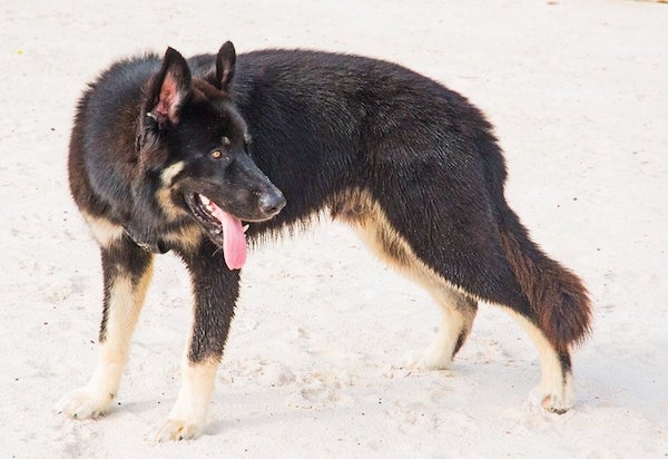 The left side of a black and tan American Alsatian that is standing in sand, its mouth is open, its tongue is hanging out and it is looking to the right.