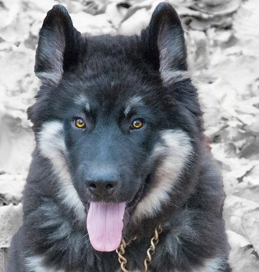 Close up - A black and tan American Alsatian with golden eyes is wearing a choke chain collar, its mouth is open, its tongue is out and it is looking forward.