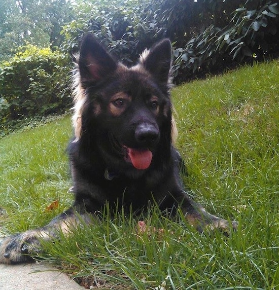 A black with tan American Alsatian is laying on grass, it is looking to the right, its mouth is open and its tongue is out.