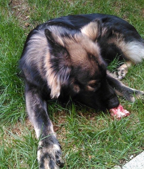 A black with tan American Alsatian is laying in grass with a chunk of raw meat in between its front paws.