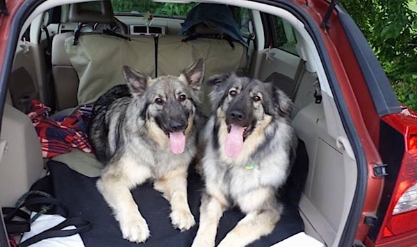 Two large American Alsatians are laying in the back hatch of a red SUV, they are looking forward, there mouths are open and there tongues are out.