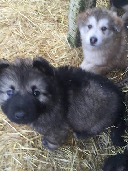 The left side of a black with gray American Alsatian puppy that is sitting in hay in a barn, it is looking up and one of its littermates is sitting behind it.