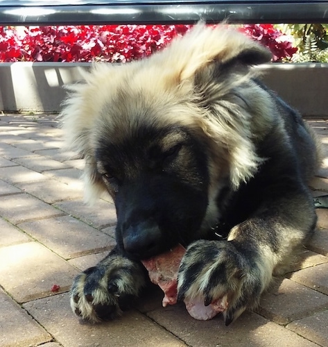 Close up - A tan and black American Alsatian puppy is laying on a brick walkway eating a chunk of raw mean with red plants in a flower bed behind it.