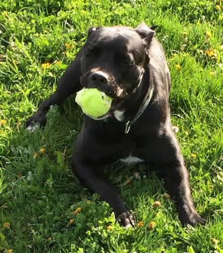 A black American Bullador is laying outside in the grass with a tennis ball in her mouth.