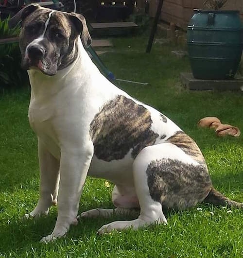 Left Profile - A white with grey brindle American Bulldog mix breed dog is sitting in grass and looking to the left of its body. There is a rawhide bone in the grass behind it.