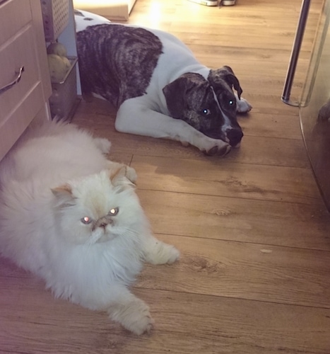 A white with grey brindle American Bulldog mix puppy is laying down on a hardwood floor around a corner and in front of it is a refridgerator. A white himalayan cat is laying next to it.