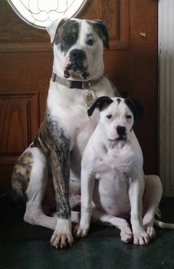 American Bulldog Dog Breed Pictures, 7