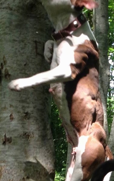 The left side of a chocolate and white American Bully that is jumping up the side of a tree.