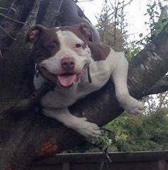 A chocolate and white American Bully is up in a tree hanging over the side of a branch, its mouth is open, its tongue is out and it looks like it is smiling.