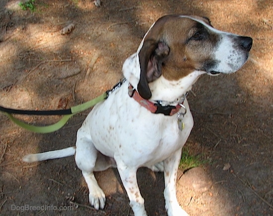 Buck the American English Coonhound is sitting outside in the dirt and looking to the right