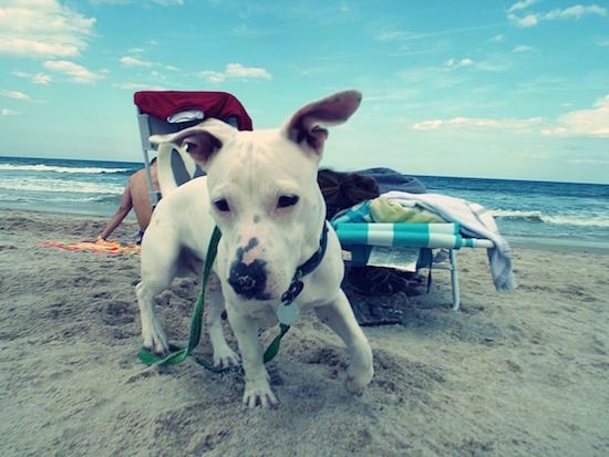 A white American Mastiff/Blue Heeler/Australian Shepherd mix breed dog is walking down sand. There is a bech chair behind it with loads of towels on it and a person sitting on the beach facing the water.