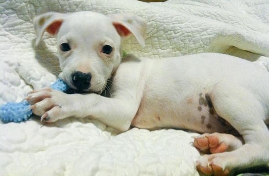 A white American Mastiff/Blue Heeler/Australian Shepherd mix puppy is laying on its right side on top of a white blanket and it is looking forward chewing on a baby blue dog toy shaped like a bone.