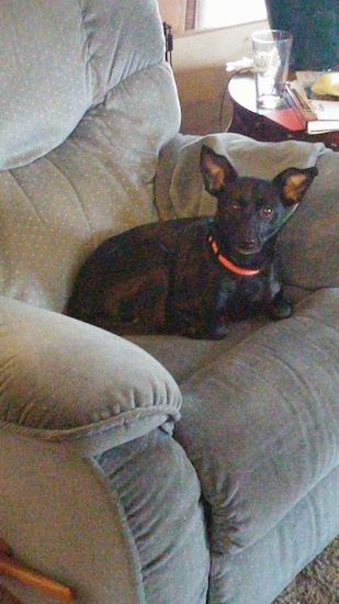The right side of a black American Rat Pinscher that is laying on a recliner chair and it is looking forward.