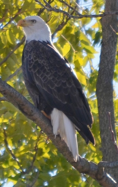 Side view - A bald eagle bird sitting up in a tree looking to the left