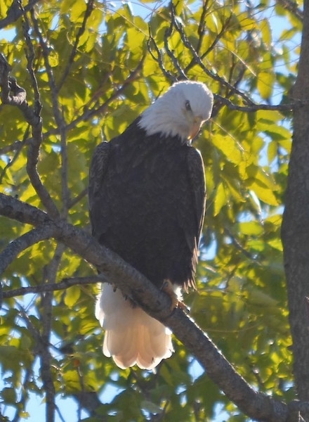 Front view - A bald eagle bird sitting up in a tree looking down at the ground
