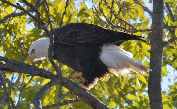 Side view - A bald eagle bird sitting up in a tree looking like it is about to take off