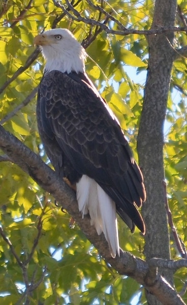 Side view - A bald eagle bird sitting up in a tree looking to the right with a serious look on its face