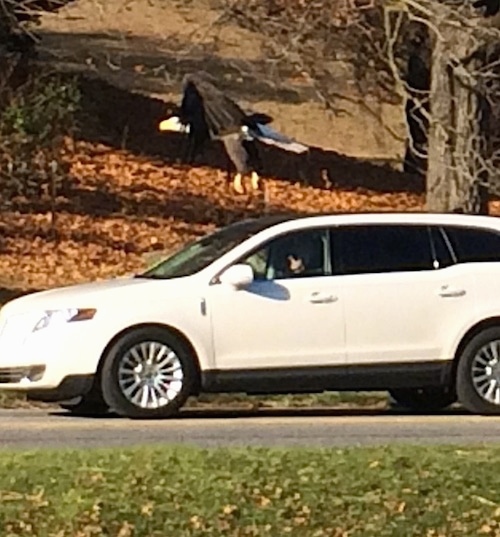A bald eagle bird flying over a white SUV car that is driving down the road.