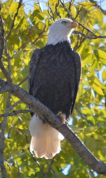 Front view - A bald eagle bird sitting up in a tree looking to the right