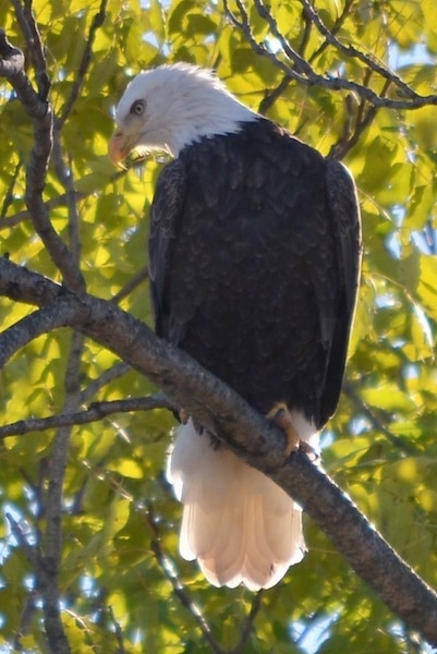 Front view - A bald eagle bird sitting up in a tree looking to the down