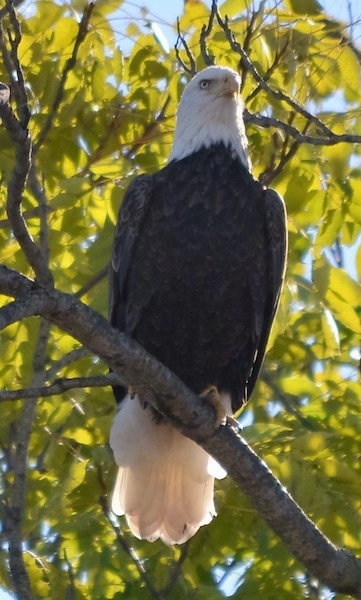 Front view - A bald eagle bird sitting up in a tree looking to the forward