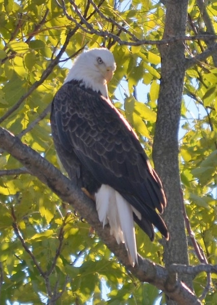 Side view - A bald eagle bird sitting up in a tree looking behind itself