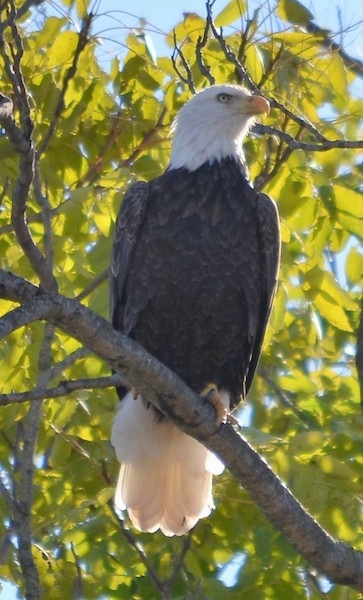 Front view - A bald eagle bird sitting up in a tree looking up and to the right