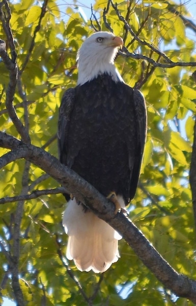 Front view - A bald eagle bird sitting up in a tree looking up and slightly to the right