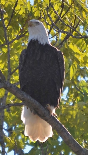 Front view - A bald eagle bird sitting up in a tree looking up and slightly to the left