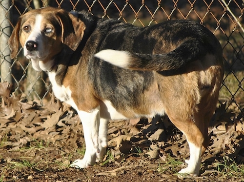 The back left side of a tri-color Basset Hound that is standing against a gate and it is looking forward.